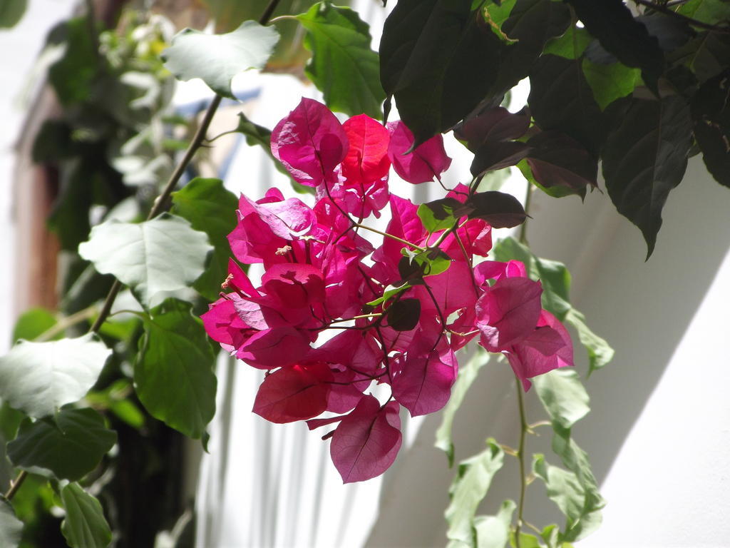 Riad Les Bougainvilliers Marrakesh Exterior photo